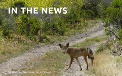 Georgia DNR opens coyote-killing contest; animal advocates balk