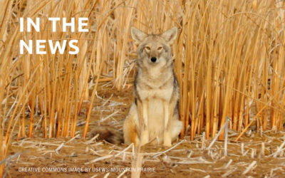 The Spell Of The Urban Coyote