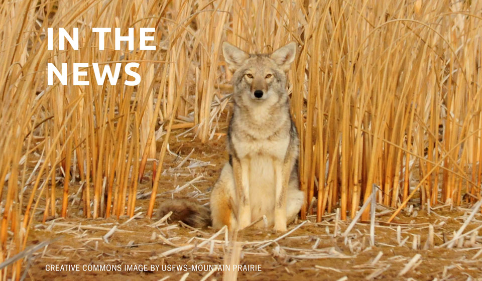 Commentary: No, we don’t need to kill coyotes