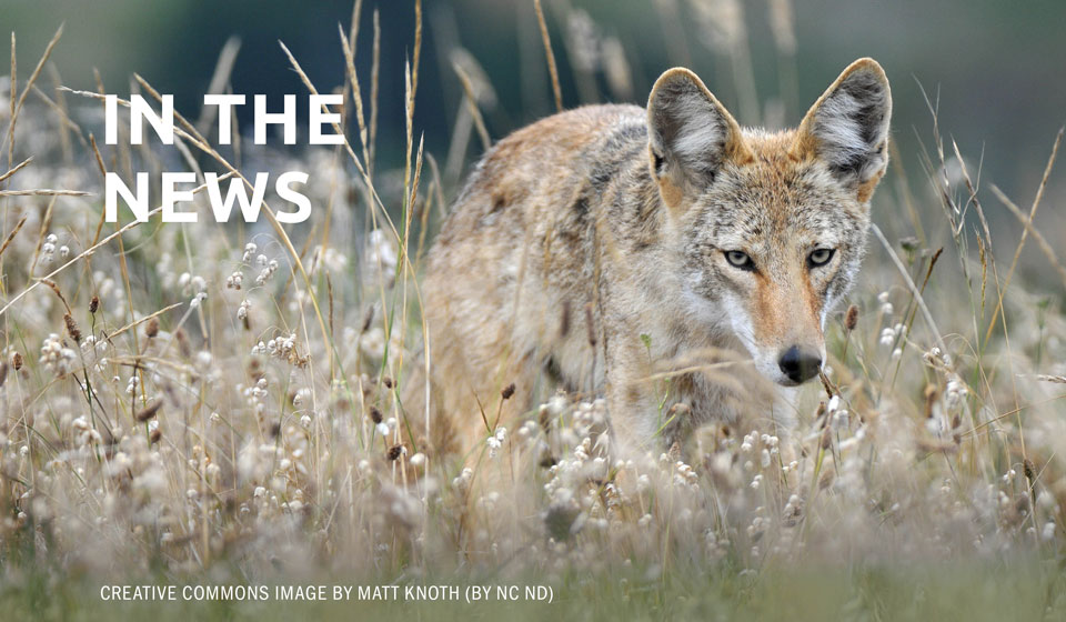 Georgia: State DNR wants to kill coyotes despite benefits it cites