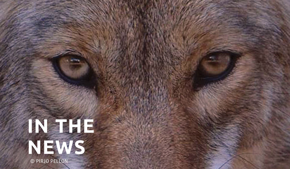 Upcoming legislation aims to challenge coyote killings