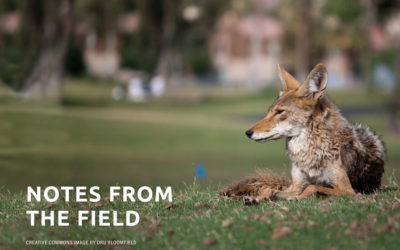Notes from the Field: Dr. Michelle Lute on the Latest Science About Coyote Diets and Behavior