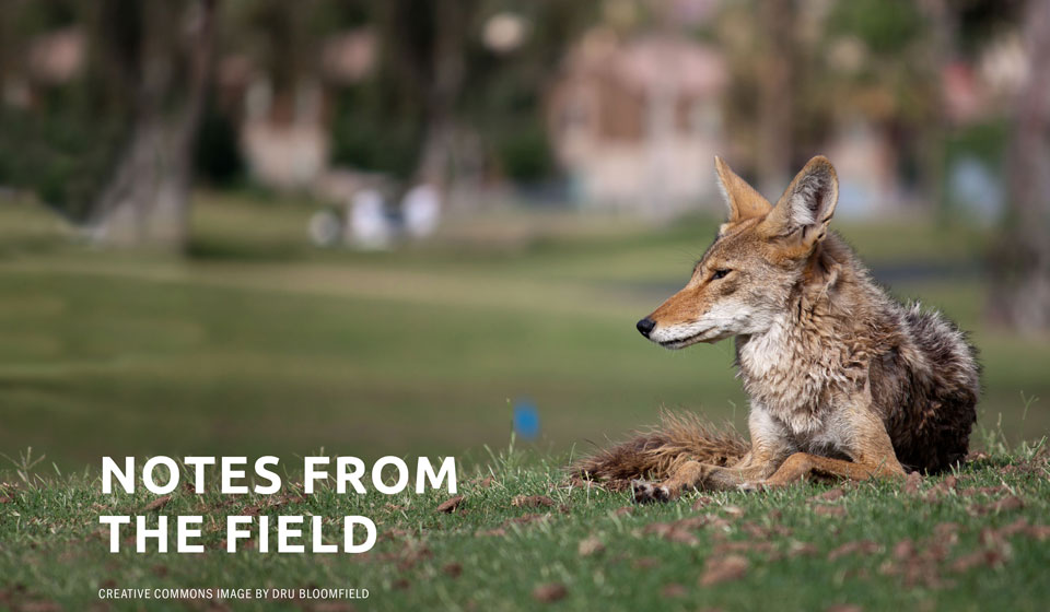 Notes from the Field: Dr. Michelle Lute on the Latest Science About Coyote Diets and Behavior