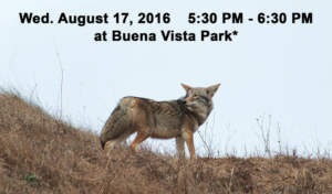 San Francisco, CA: Coyotes in San Francisco @ Buena Vista Park | San Francisco | California | United States