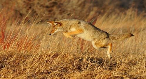 coyote jumping