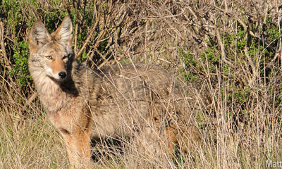 Forum to offer tips for living with coyotes