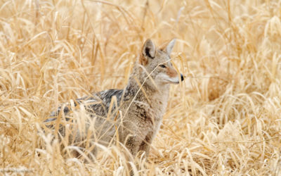 PHOTOS: Coyote Hunt Protest Gets Heated