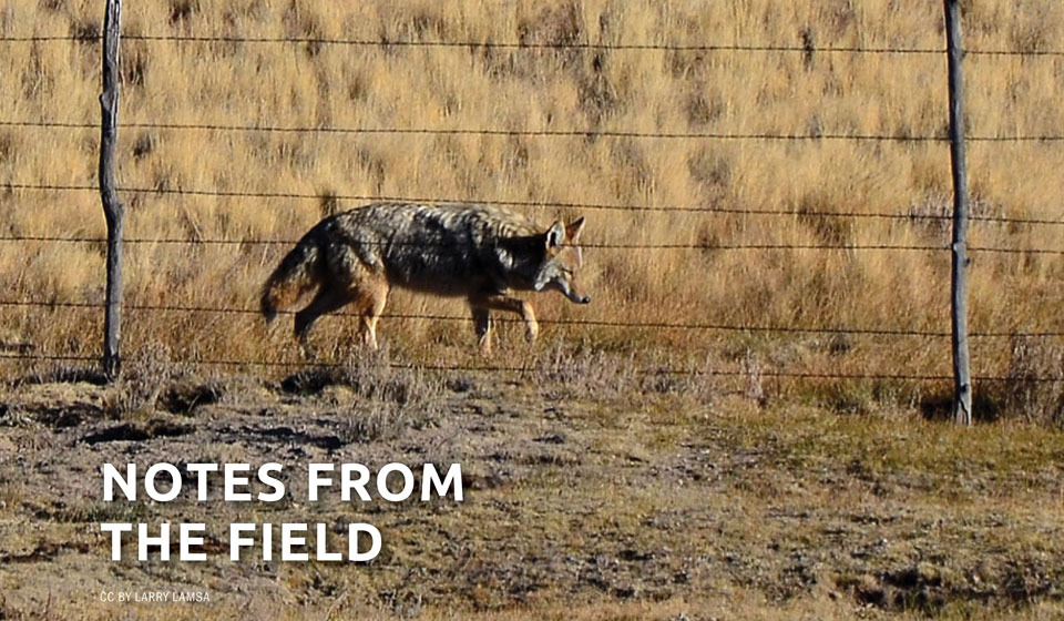 Coyote America: Author Dan Flores Speaks about North America’s Native Song Dog