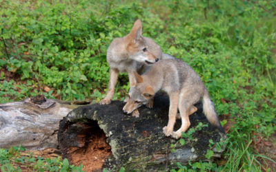 On the value of coyotes and other non-human life