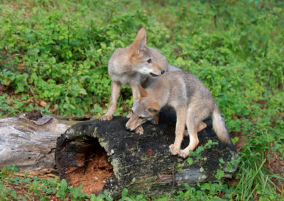 Marin County neighborhood coexists with coyotes