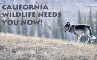 California Wildlife Needs You Now!