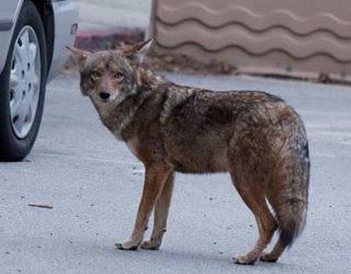 10 things to know about coexisting with coyotes in Beverly