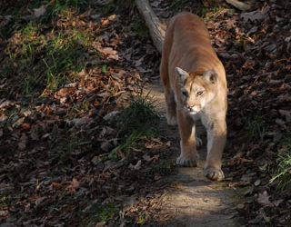 Evidence Does Not Support Hunting As A Way To Control Cougars: Study