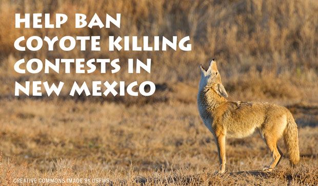 Help Ban Coyote Killing Contests in New Mexico