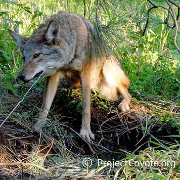 Coyote caught in neck snare.