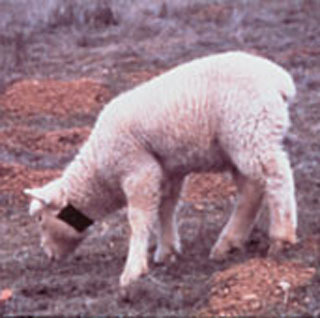 Sheep wearing 1080 collar