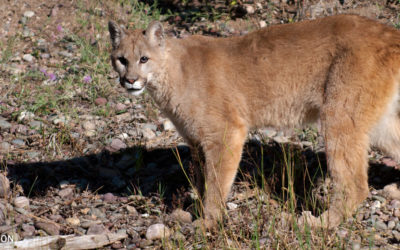 Colorado’s Controversial Black Bear, Mountain Lion Killing Plan, Defanged in Federal Court