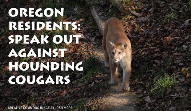 Oregon Residents: Speak out Against Hounding Cougars