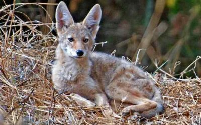 Berkeley workshop to teach about coyotes and how to live with them