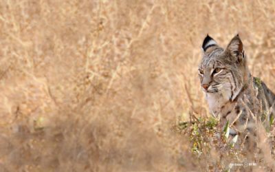 Urbanization and anticoagulant poisons promote immune dysfunction in bobcats