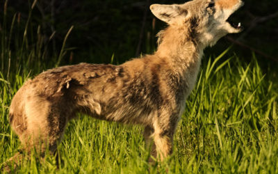 Coyotes howl to chat with their neighbors