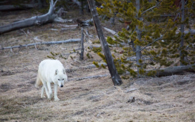 Rare White Wolf Killed in Yellowstone Park Was Shot Illegally