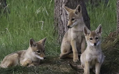 County Kills Coyote Contract