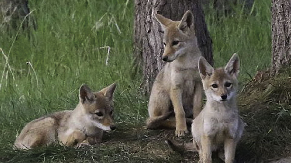 County Kills Coyote Contract
