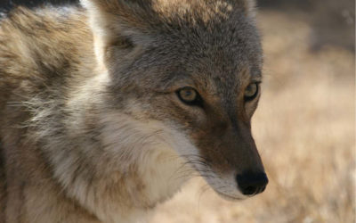 Ask a Ranger: Coyote: Celebrated song dog and wily trickster