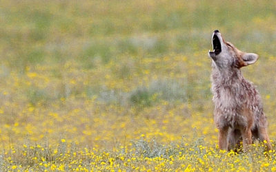 Coyote howls have you cowering? Don’t fear, says this Atlanta advocacy group