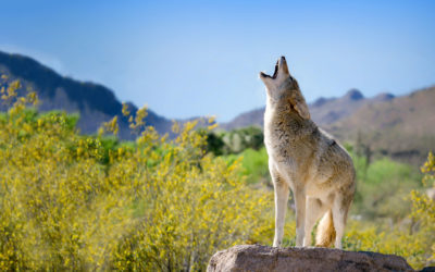 Let’s call coyote hunts what they are: mindless bloodbaths