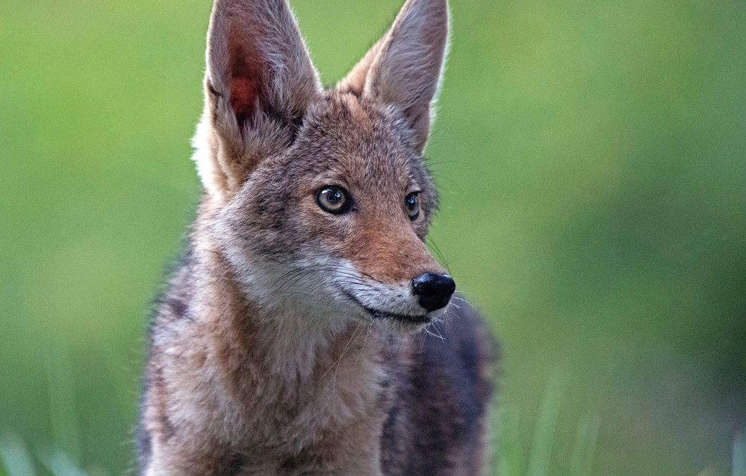 ‘Big Victory’: Fed. Gov’s ‘Cruel’ Wildlife Killing Program Stopped in Court Again, This Time in NorCal