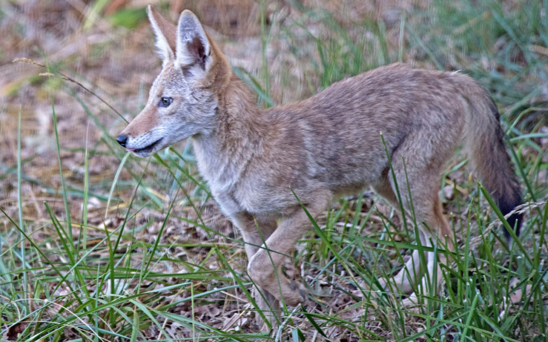 How Coyotes Are Winning The War We’ve Waged On Them