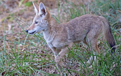 Marin Headlands’ Coyotes Tracked