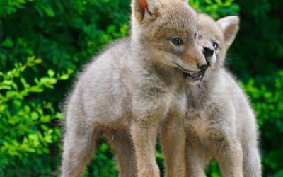 Baby wildlife: when to help and when to leave them alone