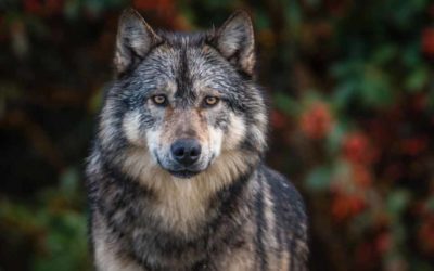 An endangered wolf wandered 8,712 miles to find a mate. Her journey ended in tragedy.