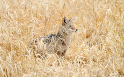 Albuquerque City Council UNANIMOUSLY Supports Resolution Condemning Coyote Killing Contests!