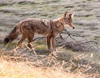 Vermont House approves coyote contest ban