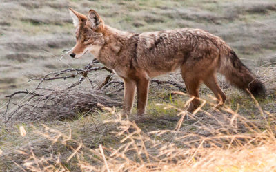 Nature News: Sharing The Landscape With Coyotes