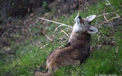 Oregon doesn’t need coyote-killing contests