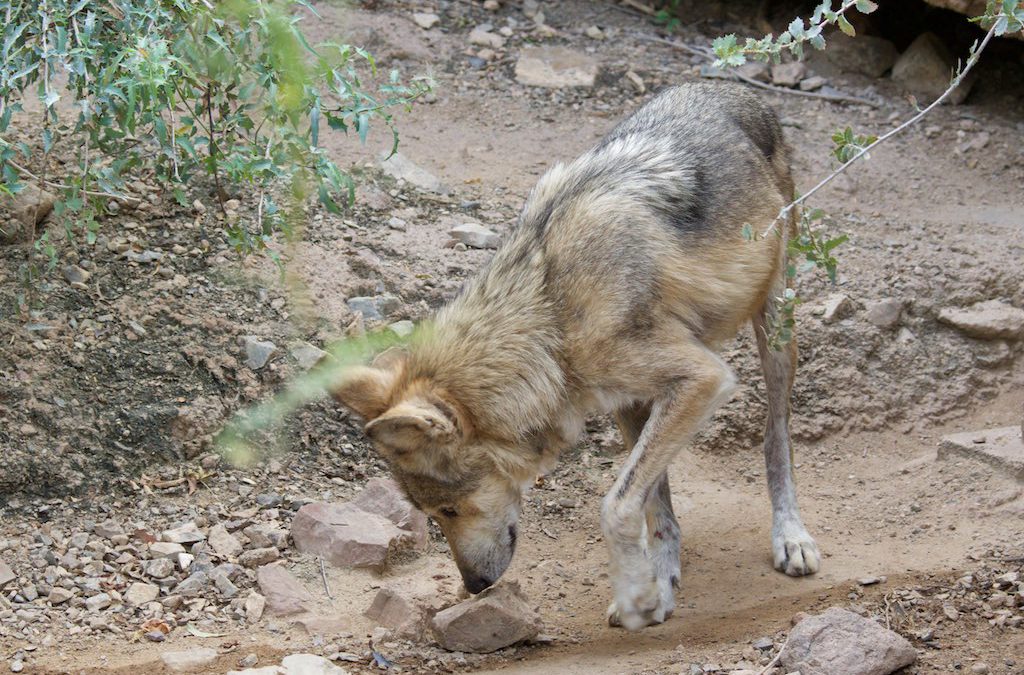 Of Mexican Wolves and Their Habitat