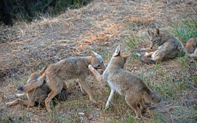 Coyote Carnage: The Gruesome Truth about Wildlife Killing Contests