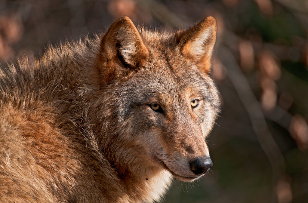 In the age of extinction, we need wolves