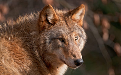 In the age of extinction, we need wolves