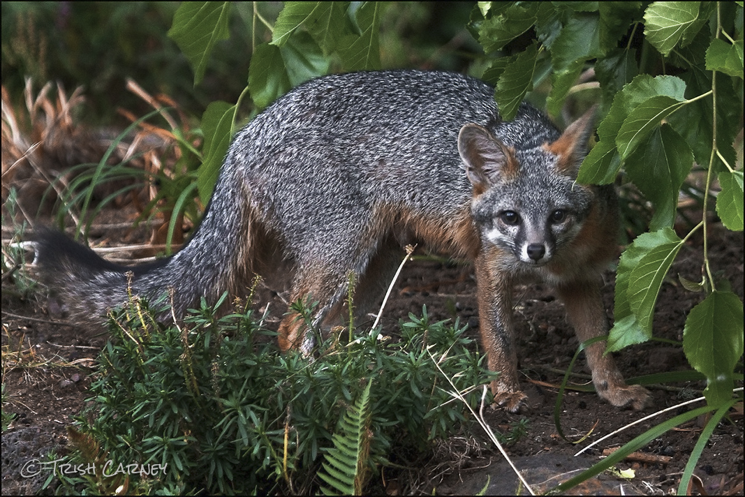 About Foxes – Also Called Vulpes vulpes - TIERART Wild Animal Sanctuary -  a FOUR PAWS project