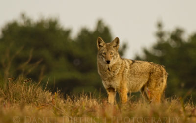 Mayor Tim Keller Signs Bill Condemning Coyote-Killing Contests