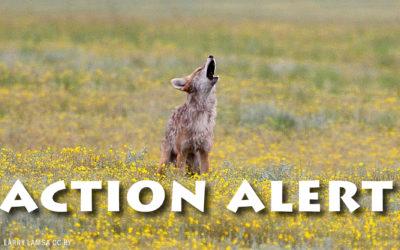Mendocino County’s Wildlife Needs You!