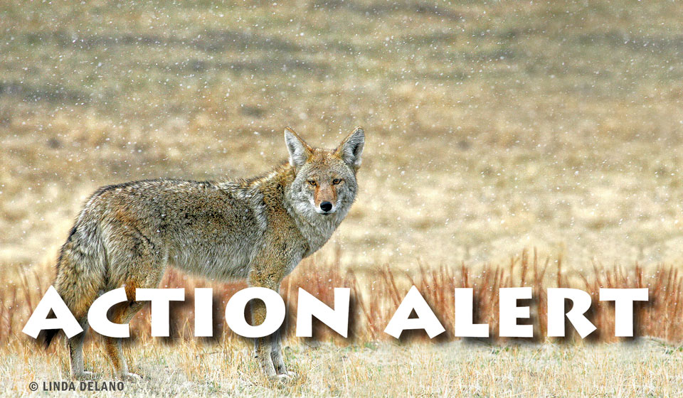 UPDATE: Urge Governor Scott to Sign H.636 into Law to Ban Coyote Killing Contests!