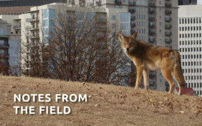 Challenging the “Georgia Coyote Challenge” ~ Camilla Fox Interviews Dr. Chris Mowry