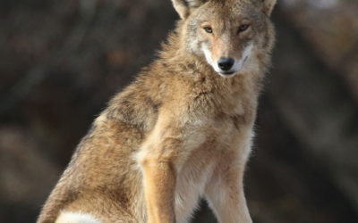 Coyote killing contest draws additional criticism